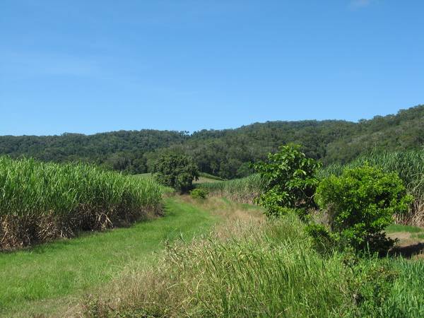 Working Cane Farm in Miallo. Picture 3