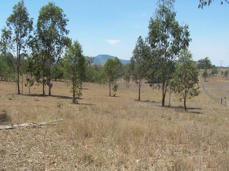 Cattle Country Picture 1