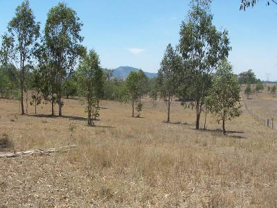 Cattle Country Picture Cattle Country Picture