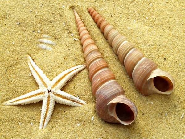 Central and Scenic Cowes Picture 2