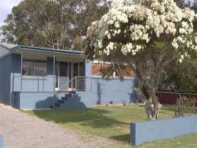 The Blue Turtle Picture The Blue Turtle Picture