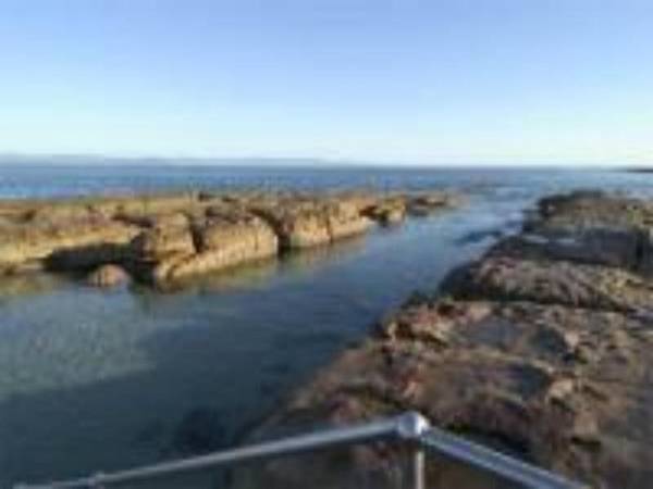 The Blue Turtle Picture 3