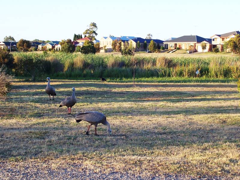 Canterbury Lakes Estate Picture 2