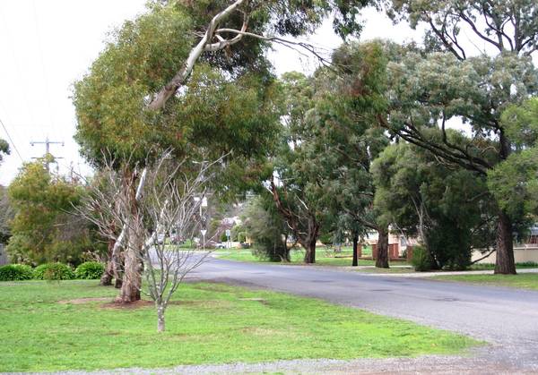 Buninyongs Best Position Picture 2