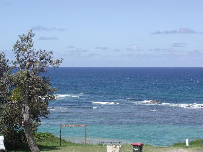 11 GREVILLIA Picture 2