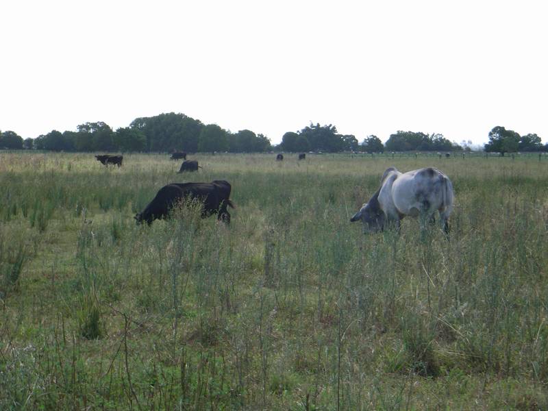FERTILE GRAZING Picture 3