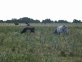 FERTILE GRAZING Picture