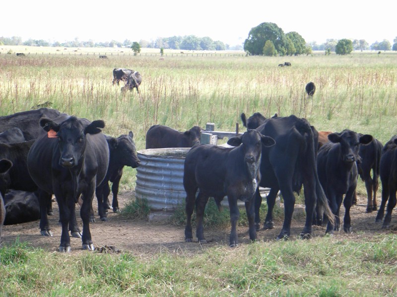 FERTILE GRAZING Picture 1