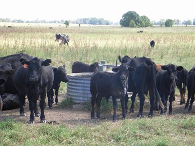 FERTILE GRAZING Picture