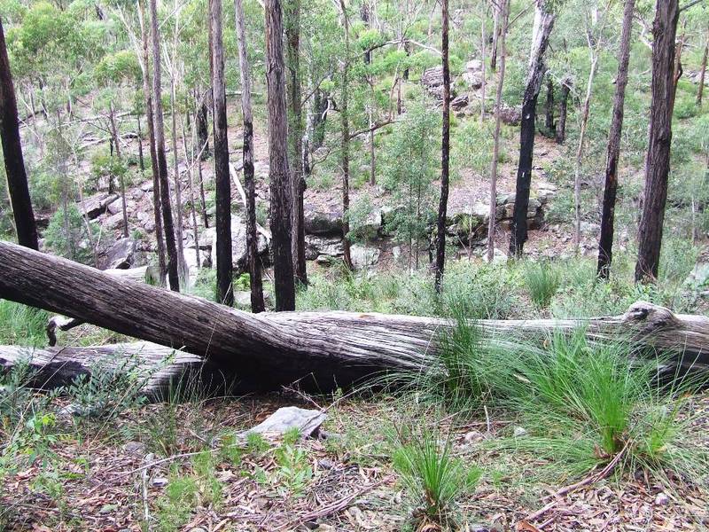 240 Bush Acres with Permanent Creek Picture 2