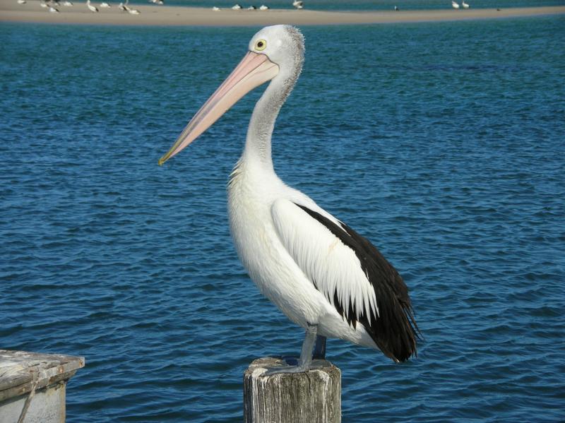 "Pelican Post" 19 Point Rd Tuncurry Picture 1