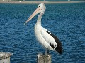 "Pelican Post" 19 Point Rd Tuncurry Picture