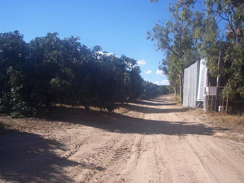 MIGHTY MAREEBA MANGOES AND AVOCADOS, HUGE CROP WILL GO TOO !!!!!!! Picture 3