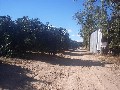 MIGHTY MAREEBA MANGOES AND AVOCADOS, HUGE CROP WILL GO TOO !!!!!!! Picture