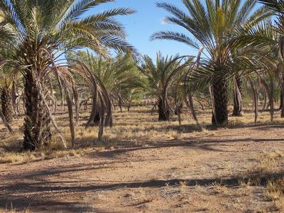 Date Farm Picture