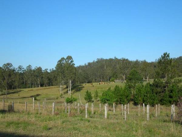 2600 ACRES GRAZING/TIMBER Picture 2