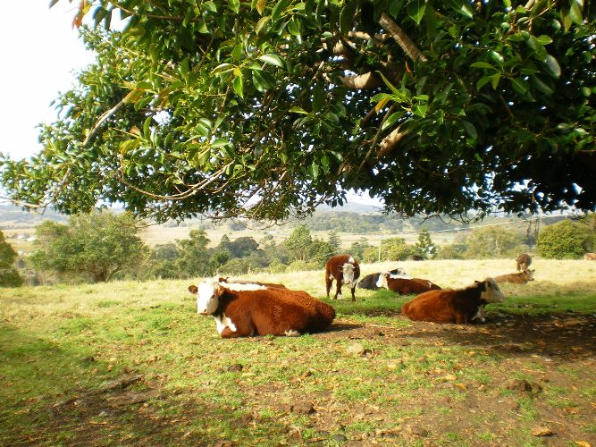 ACRES HANDY TO LISMORE Picture 1