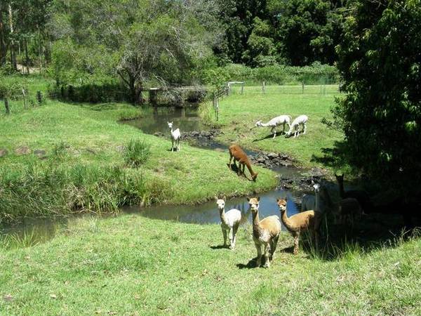 ALPACA STUD IN THE GENTLE ROLLING HILLS OF GEORGICA Picture