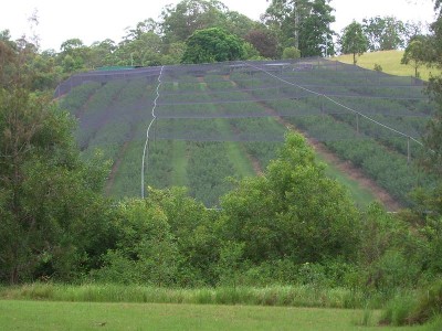 TROPIC BEAUTY Picture