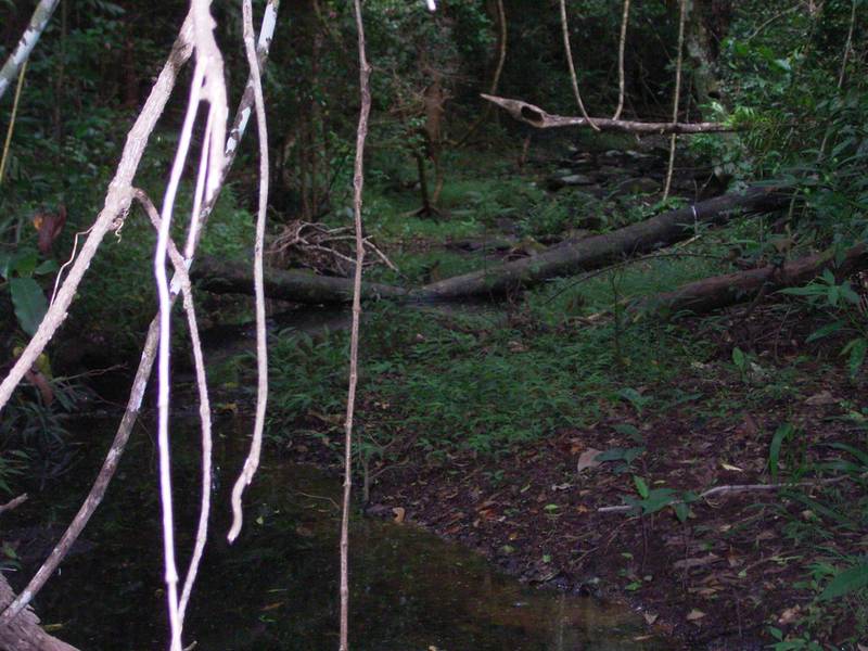 TROPIC BEAUTY Picture 3