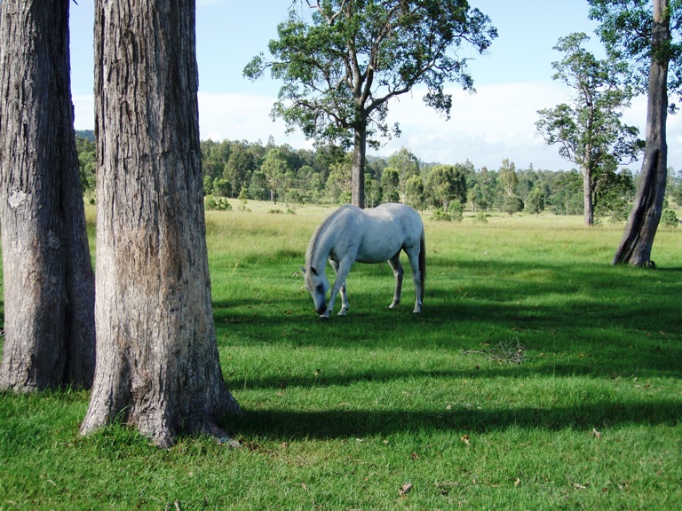 AFFORDABLE DREAM Picture 2