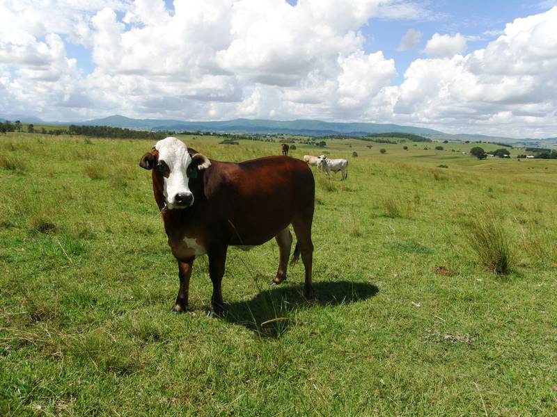 UNDULATING CATTLE COUNTRY Picture 1
