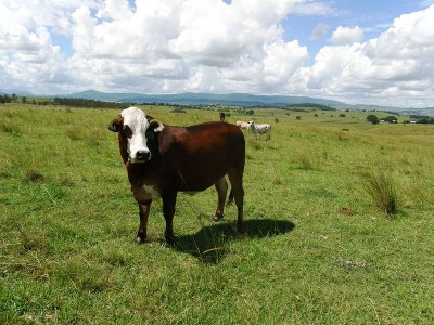 UNDULATING CATTLE COUNTRY Picture UNDULATING CATTLE COUNTRY Picture