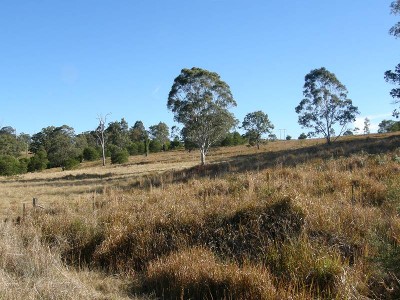 DREAMING OF DRAKE Picture