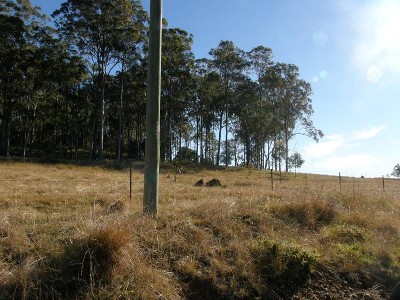 HIDE YOURSELF IN THE BUSH Picture