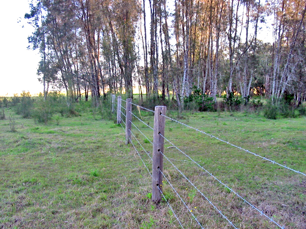 Dream Starter Picture 2