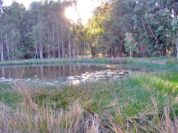 Dream Starter Picture 3