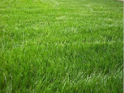 DREAMS CAN BECOME REALITY Picture