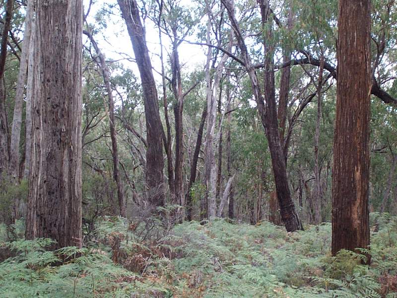 100 acre(4 lots) sub-division of natural bush Picture 2