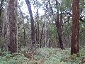 100 acre(4 lots) sub-division of natural bush Picture 100 acre(4 lots) sub-division of natural bush Picture