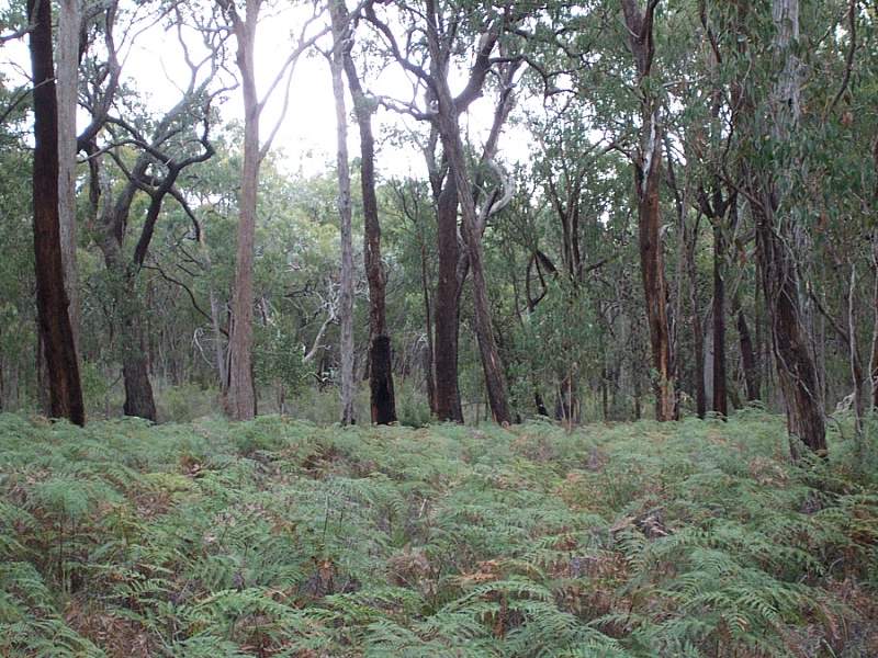 100 acre(4 lots) sub-division of natural bush Picture 1