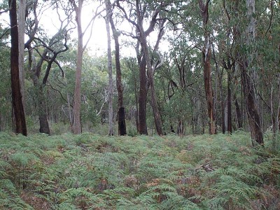 100 acre(4 lots) sub-division of natural bush Picture