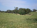 113 Acres Close to Maffra Picture