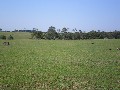 113 Acres Close to Maffra Picture