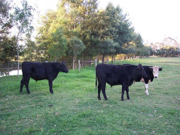 Lifestyle Property With River Frontage Picture Lifestyle Property With River Frontage Picture