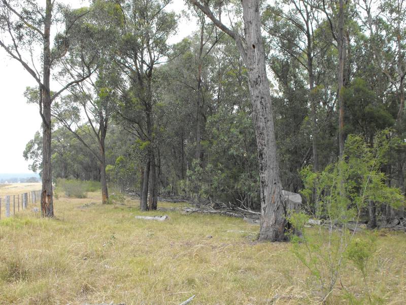 Australian Bush Paradise Picture 3