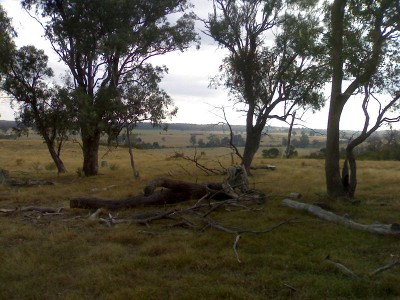 Australian Bush Paradise Picture