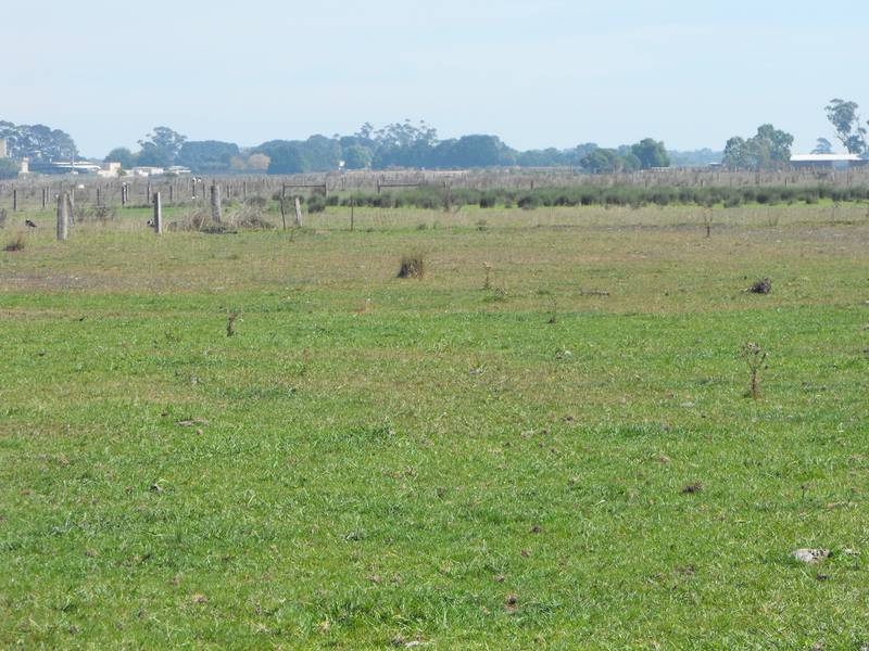 Irrigation Land adjoining the Sale Racecourse Picture 1