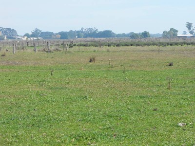 Irrigation Land adjoining the Sale Racecourse Picture