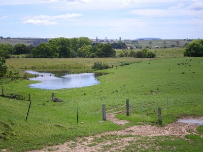 Dairy Starter Picture