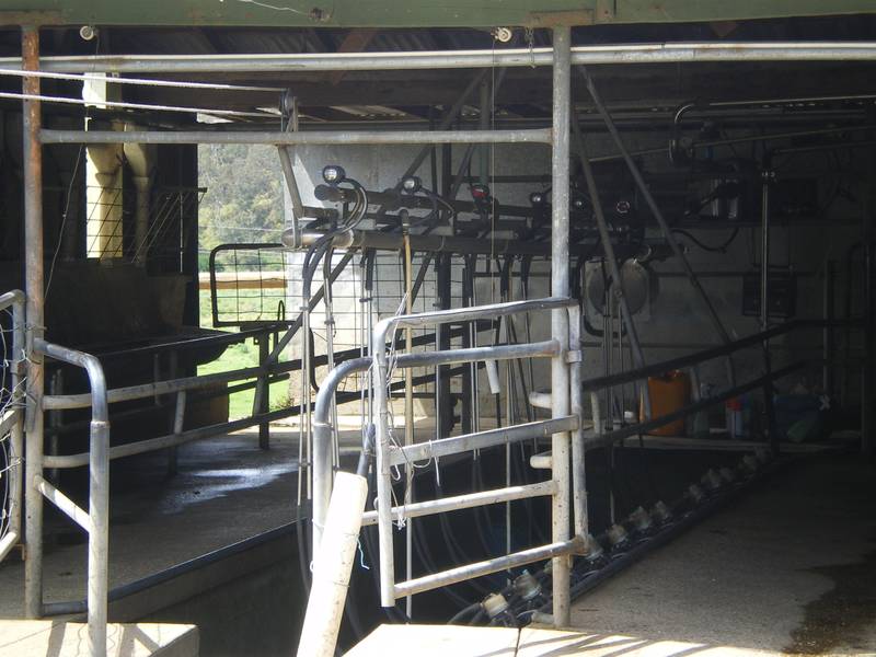 Dairy Starter Picture 3