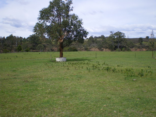 Dairy Starter Picture 2