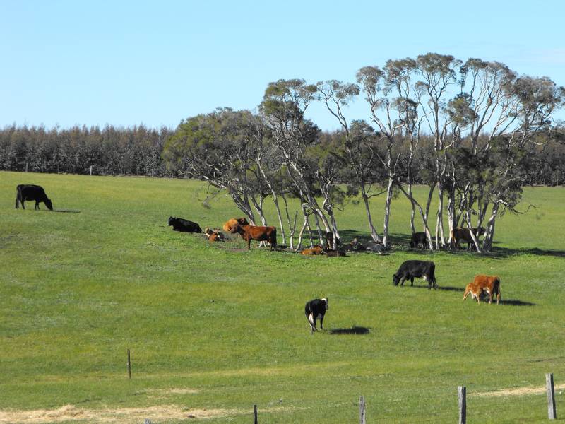 HOUSE ON 101 ACRES Picture 3