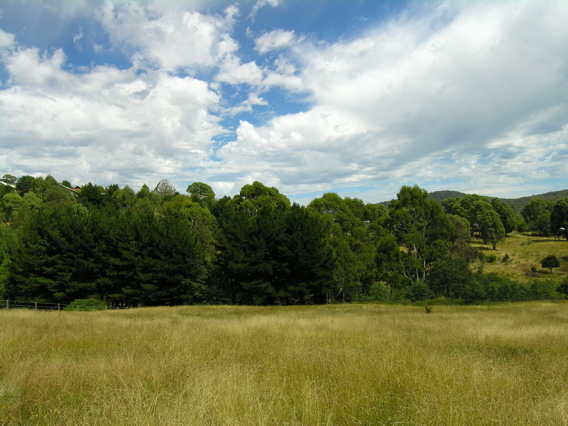 HIDDEN ACRES - FOOT OF MT BULLER Picture 2