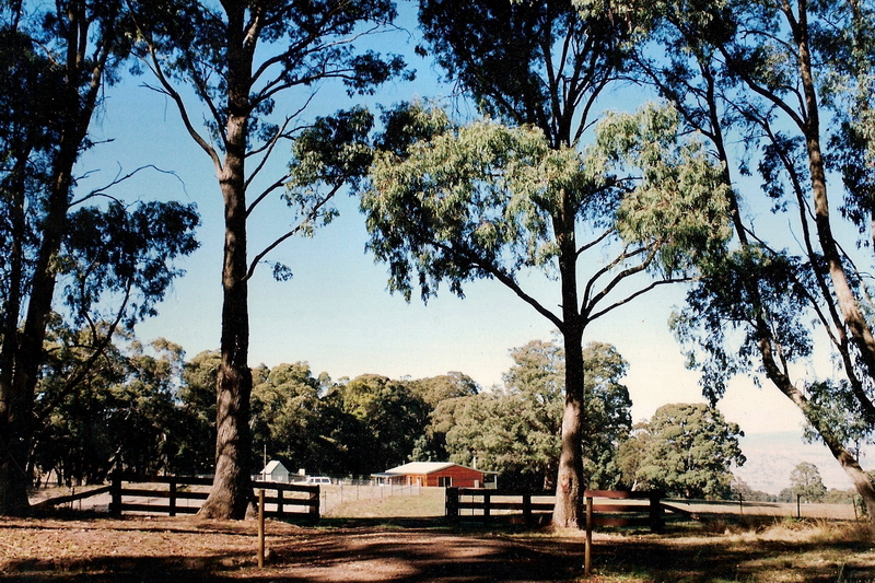 SHERWOODS FOREST Picture 2