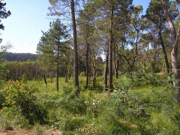 CALL OF THE WILD. Ref: 688 Picture 1